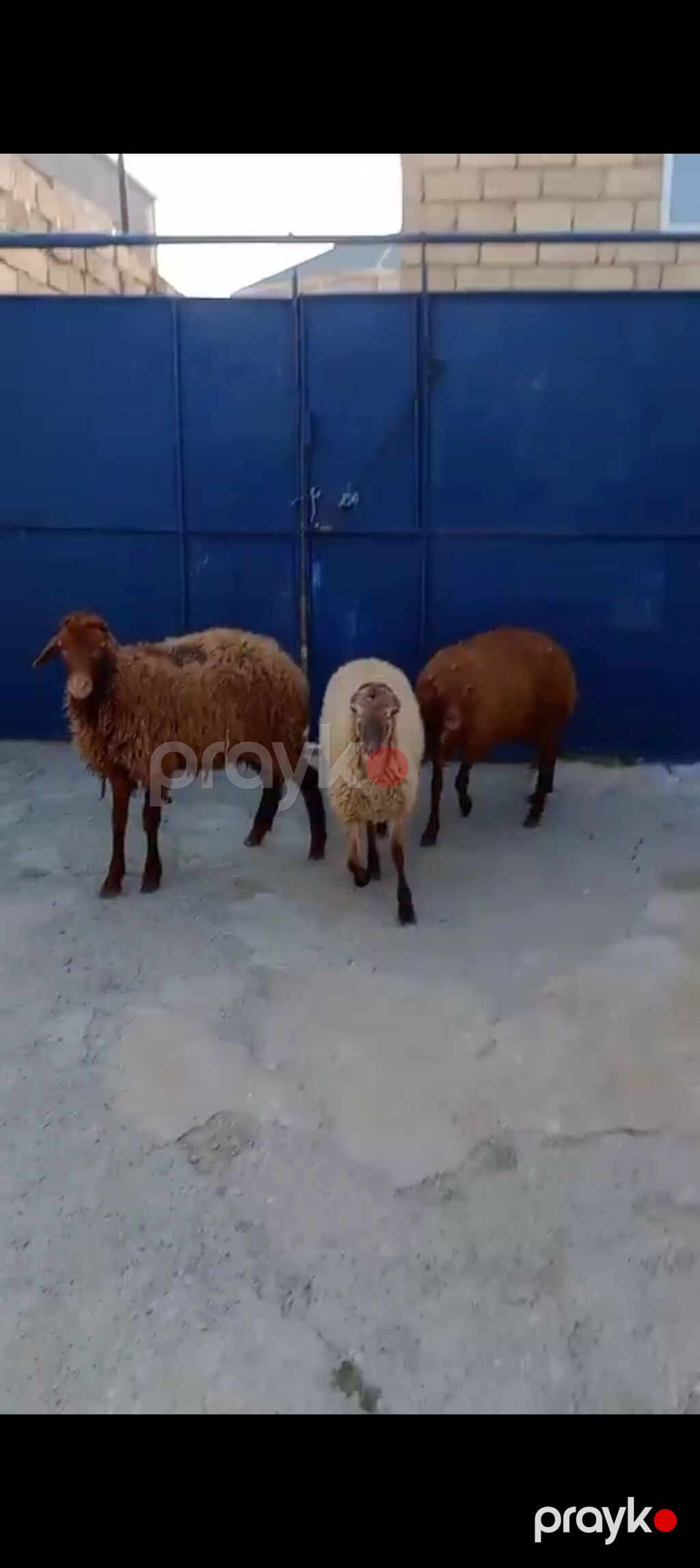 Üst üstə 255 den 3 Erkey 1 dişi — Kənd təsərrüfatı heyvanları, Xırdalan (2)