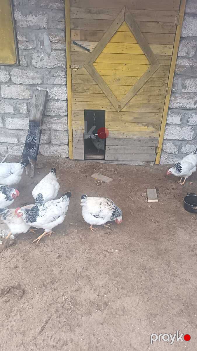 Serebrist fərələr və xoruzlar — Quşlar, Bakı (2)