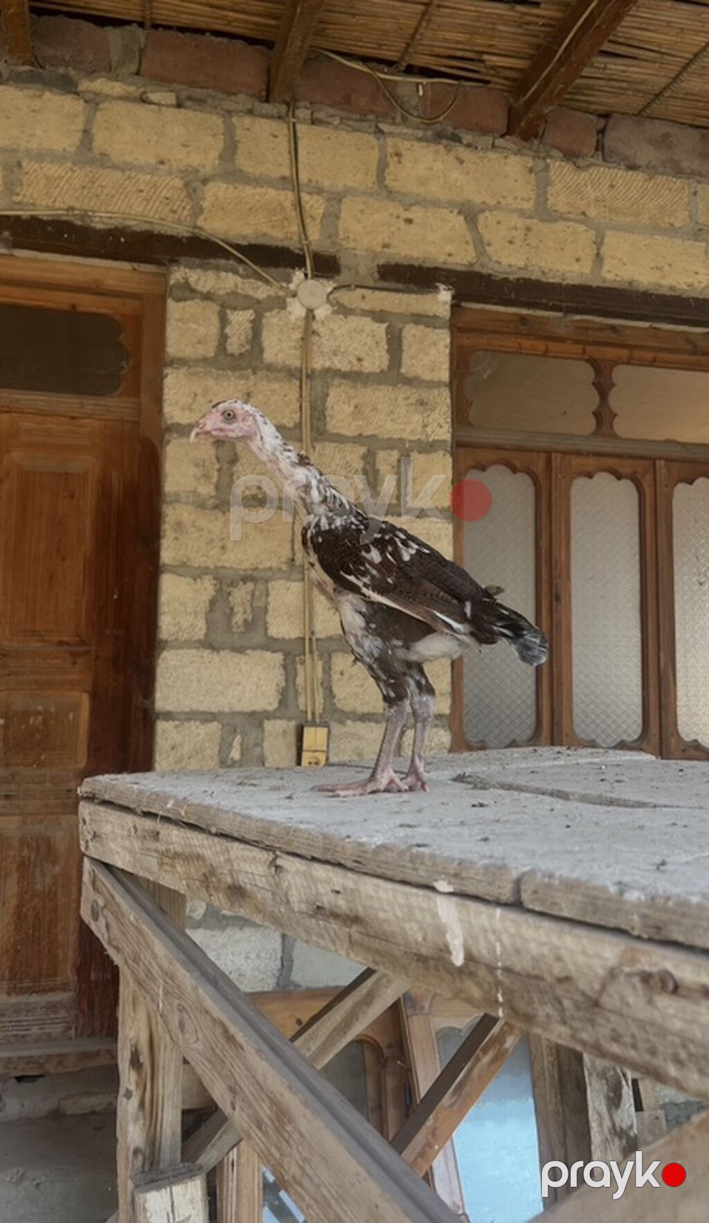 Toyuq cücələri, Damazlıq — Toyuq və xoruz, Gəncə (4)