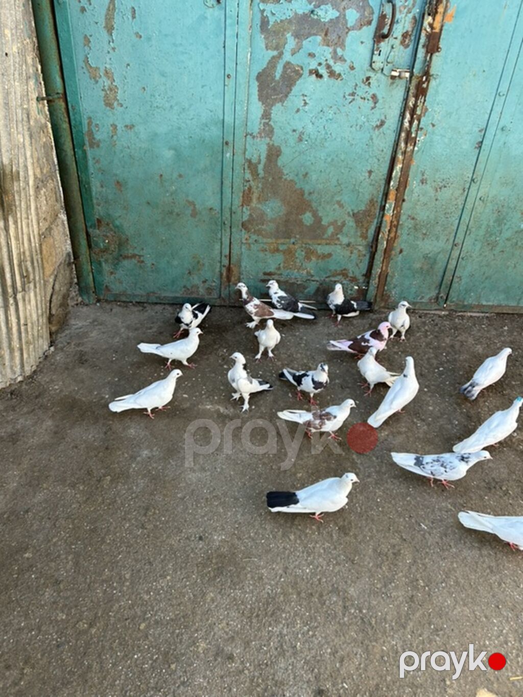 Salam 19 qusdu hamsi saglam qusdardi — Göyərçin, Bakı (5)