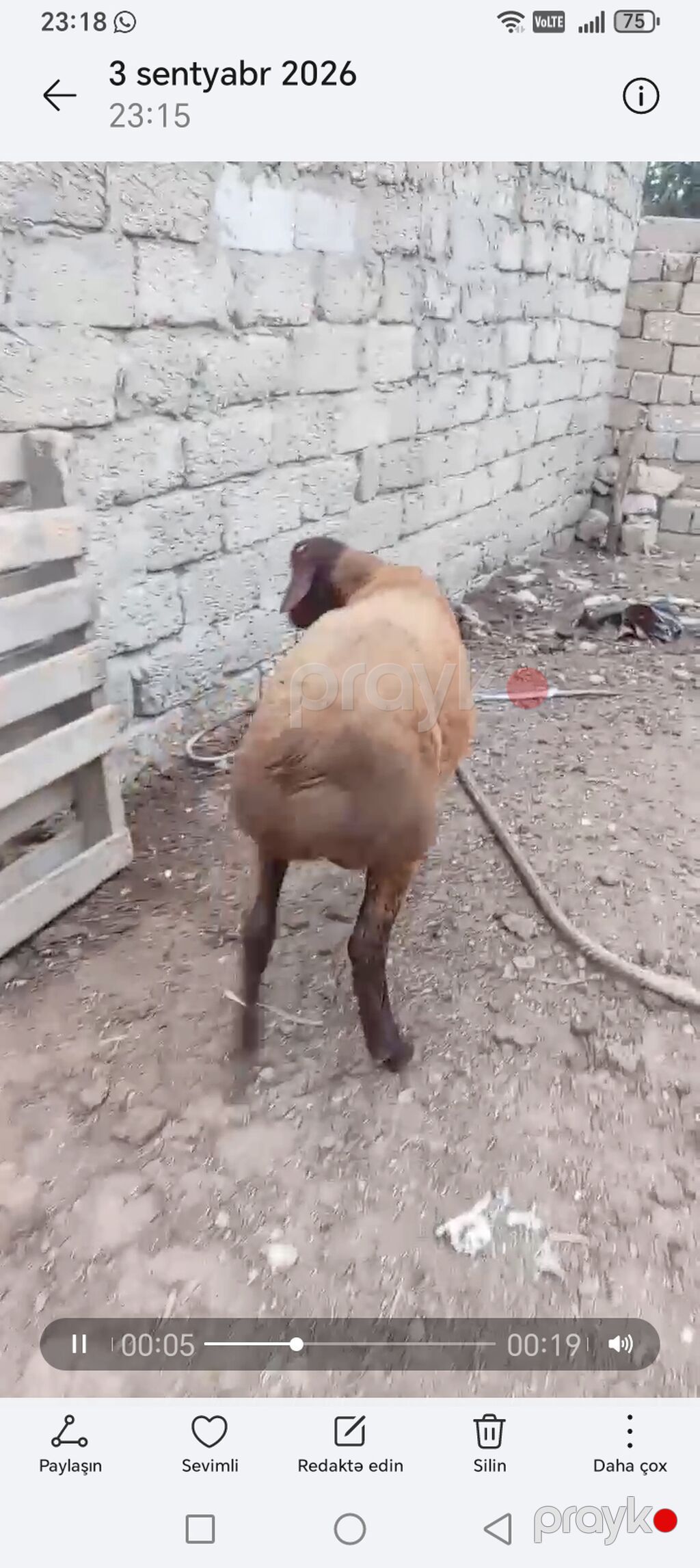 6 ayliq erkekdi — Kənd təsərrüfatı heyvanları, Bakı (2)