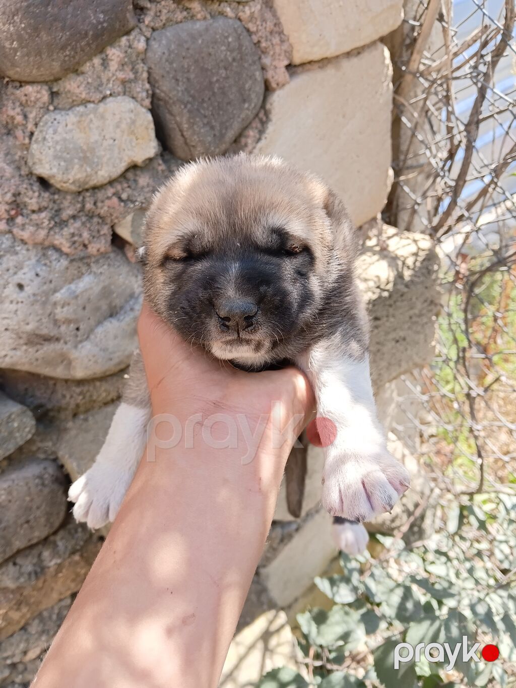 1 ay — Köpəklər, Tovuz
