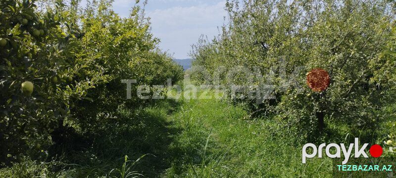 Quba rayonu Paşa oba kendində bağ sahəsi satilir — Torpaq, Quba (7)