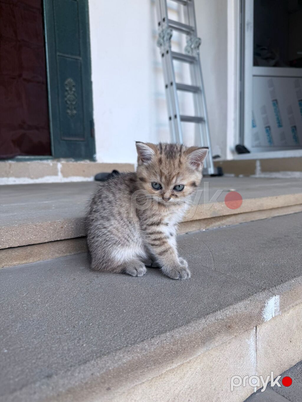Britan — Pişiklər, Digah (4)