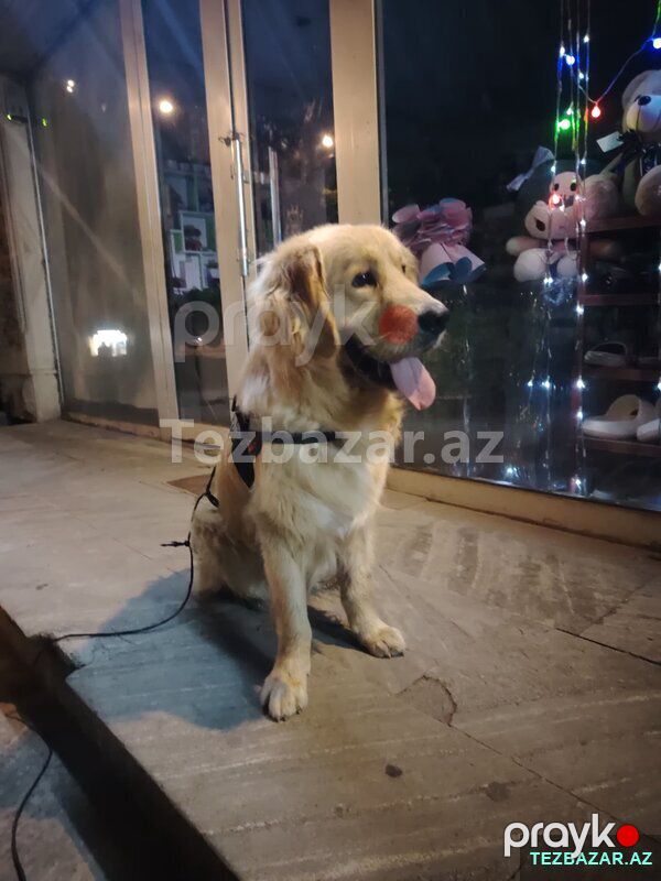 Golden retriever — Köpəklər, Bərdə (2)