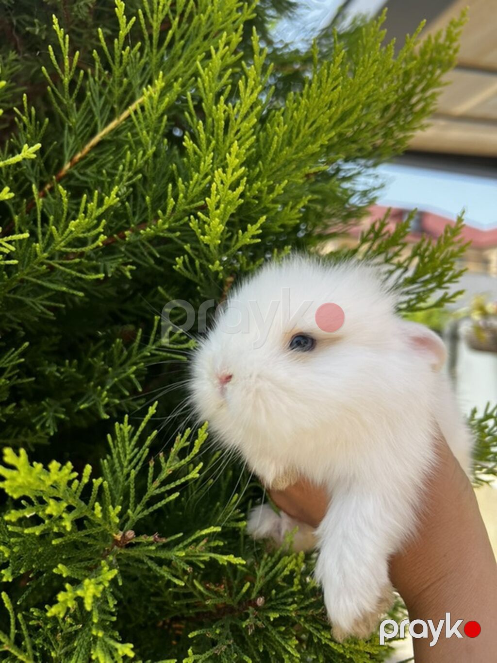 1 aylıq balaca Hazırda məndə bu çox şirin dovşanım var Çox şirin — Dovşanlar, Digah (2)