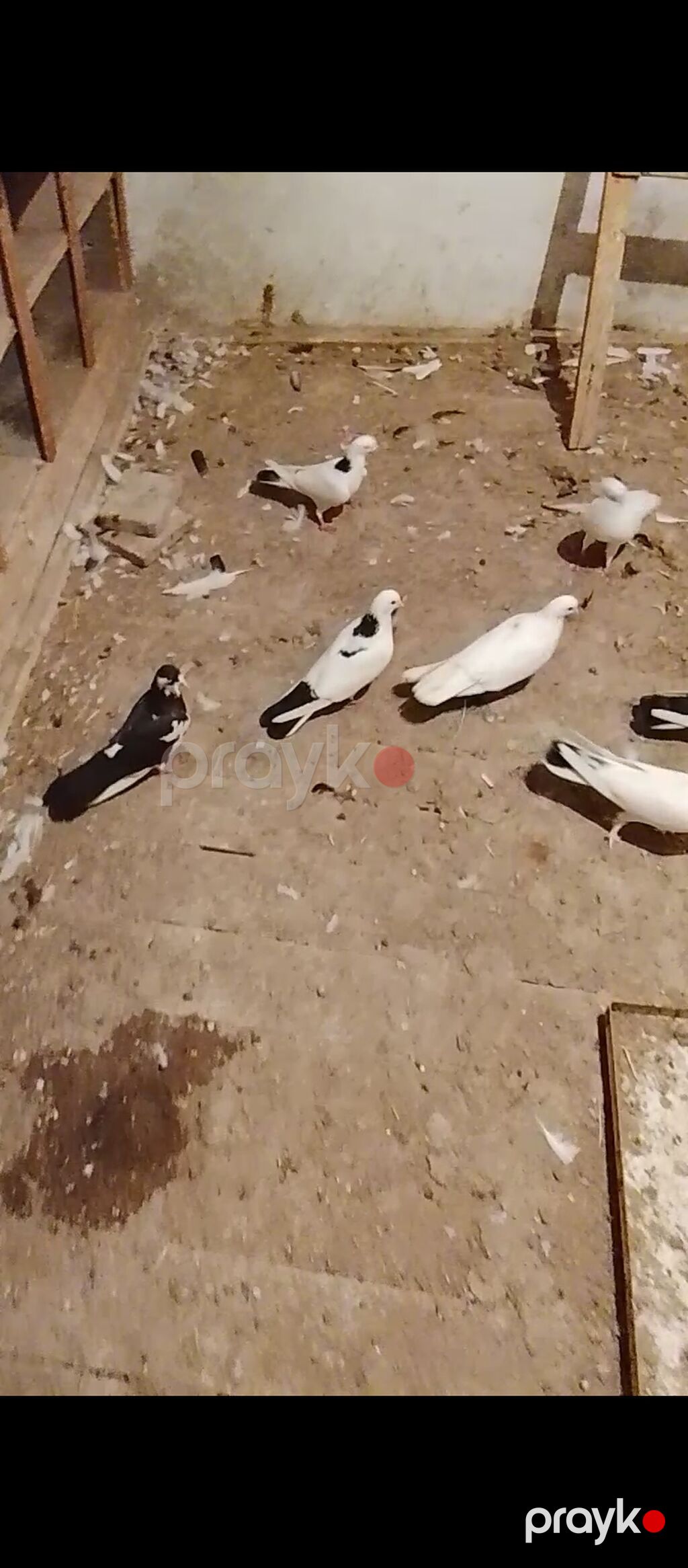 14 quşdu təmiz sağlam vatçap aktivdir — Göyərçin, Digah (2)