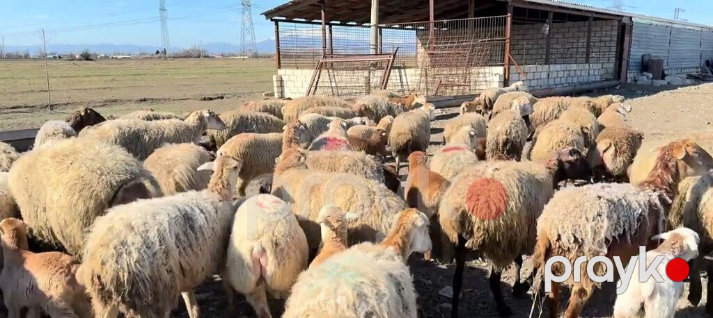 Erkək, il: 1, Damazlıq, Pulsuz çatdırılma — Kənd təsərrüfatı heyvanları, Yevlax (3)