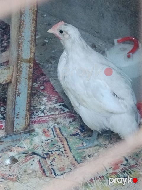 Toyuq cücələri, Ətlik — Xırdalan