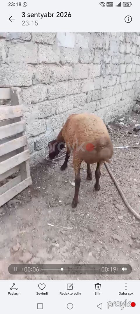 6 ayliq erkekdi — Bakı