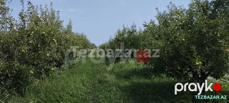 Quba rayonu Paşa oba kendində bağ sahəsi satilir — Torpaq, Quba (10)