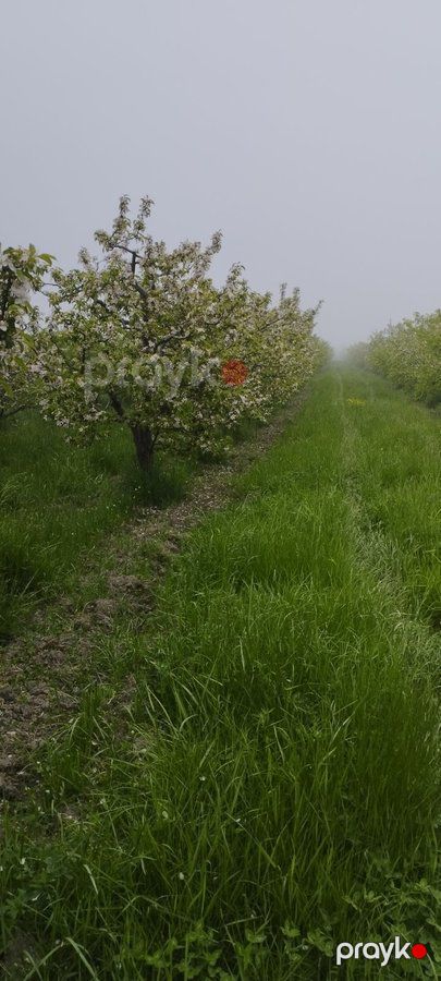Torpaq sahəsi, 115 sot, Bağ təyinatlı, Kupçalı, Quba r. Pasaoba kəndi