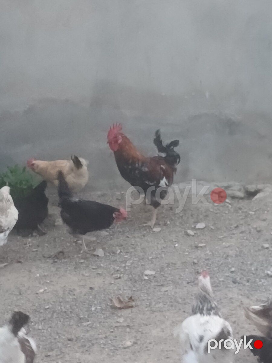 Xoruzlar — Quşlar, Bakı (12)