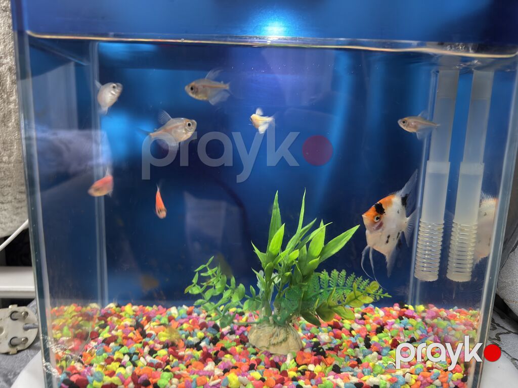 Dördbucaq akvarium, Balıqlarla birlikdə, 10 l, Ünvandan götürmə — Akvariumlar və balıqlar, Bakı (4)