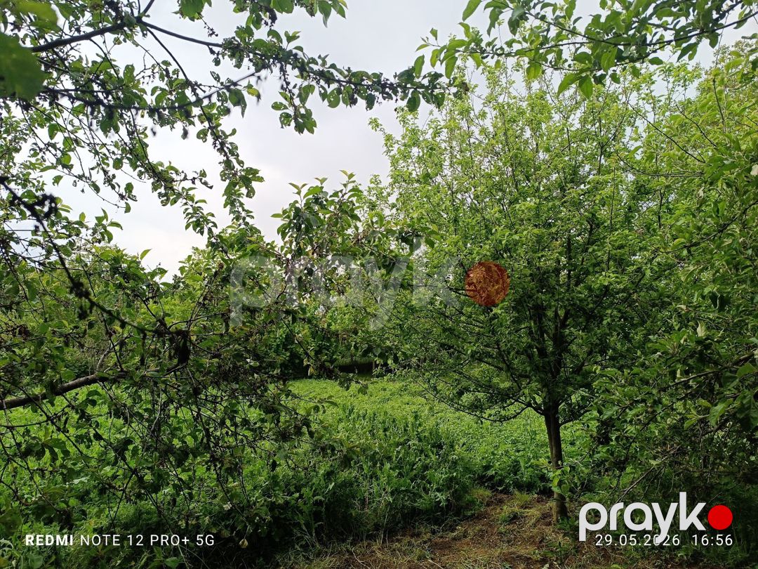Həyət evi, İsmayıllı r — Ev, villa, İsmayıllı (11)