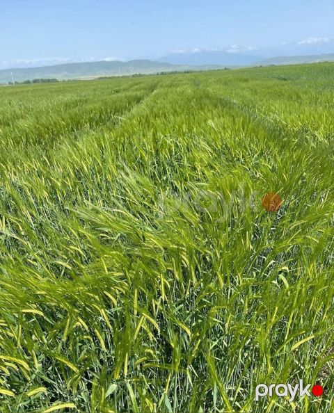 5750 sot, Kənd təsərrüfatı, Kupça (Çıxarış) — Oğuz