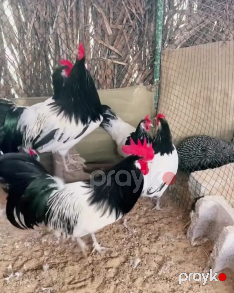 Lakanvelder cücəsi — Quşlar, Bakı (3)