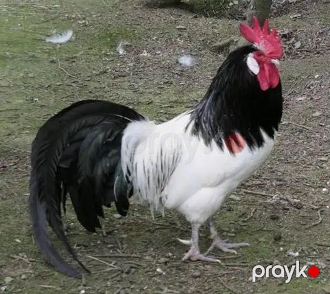 Lakanvelder cücəsi — Bakı