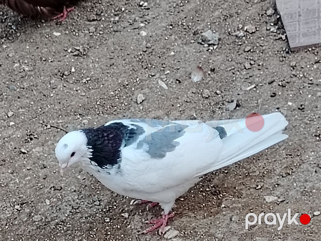 Salam erkeydi tutulma sonqiymeti 20manat qiymete gore aeti narahat — Göyərçin, Digah (5)