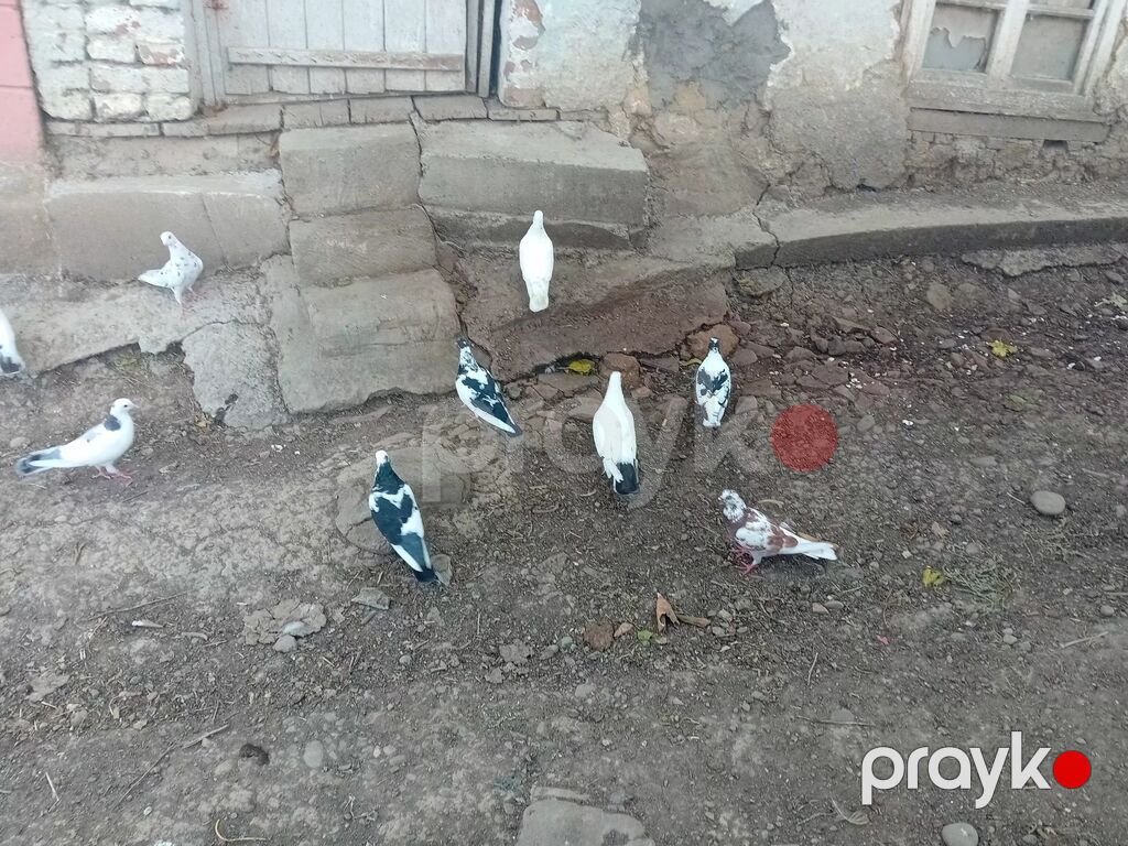 070 730 63 70 — Göyərçin, Göytəpə (4)