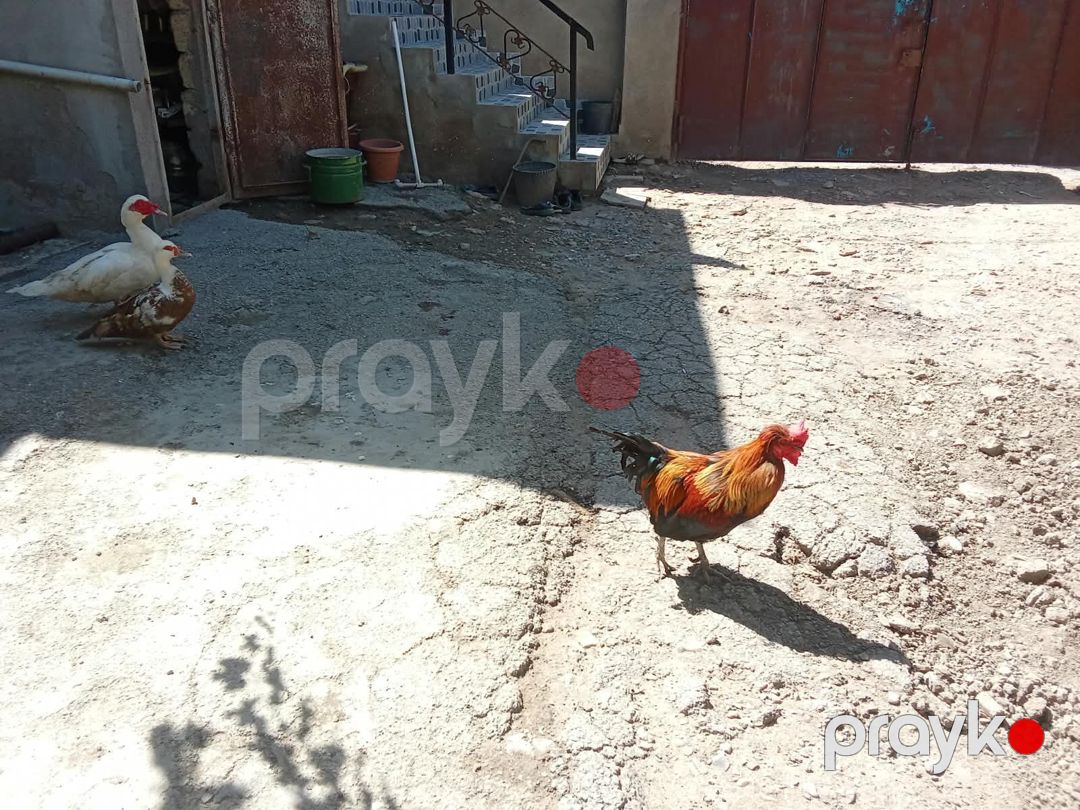 Toyuq və ördəklər — Quşlar, Xırdalan (2)