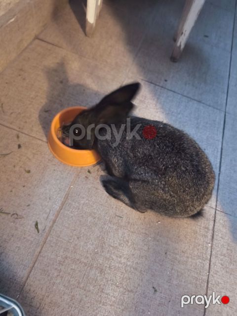 Qara rəngli ev dovşanı erkek — Bakı