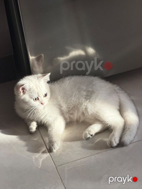 Ağ rəngli, qısa tüklü ev pişiyi Xüsusiyyətlər: - Rəng: tam ağ, parlaq