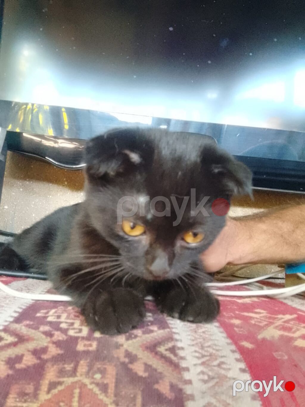 Britan, Dişi, Yaxşı əllərə, Ödənişli çatdırılma — Pişiklər, Xaçmaz