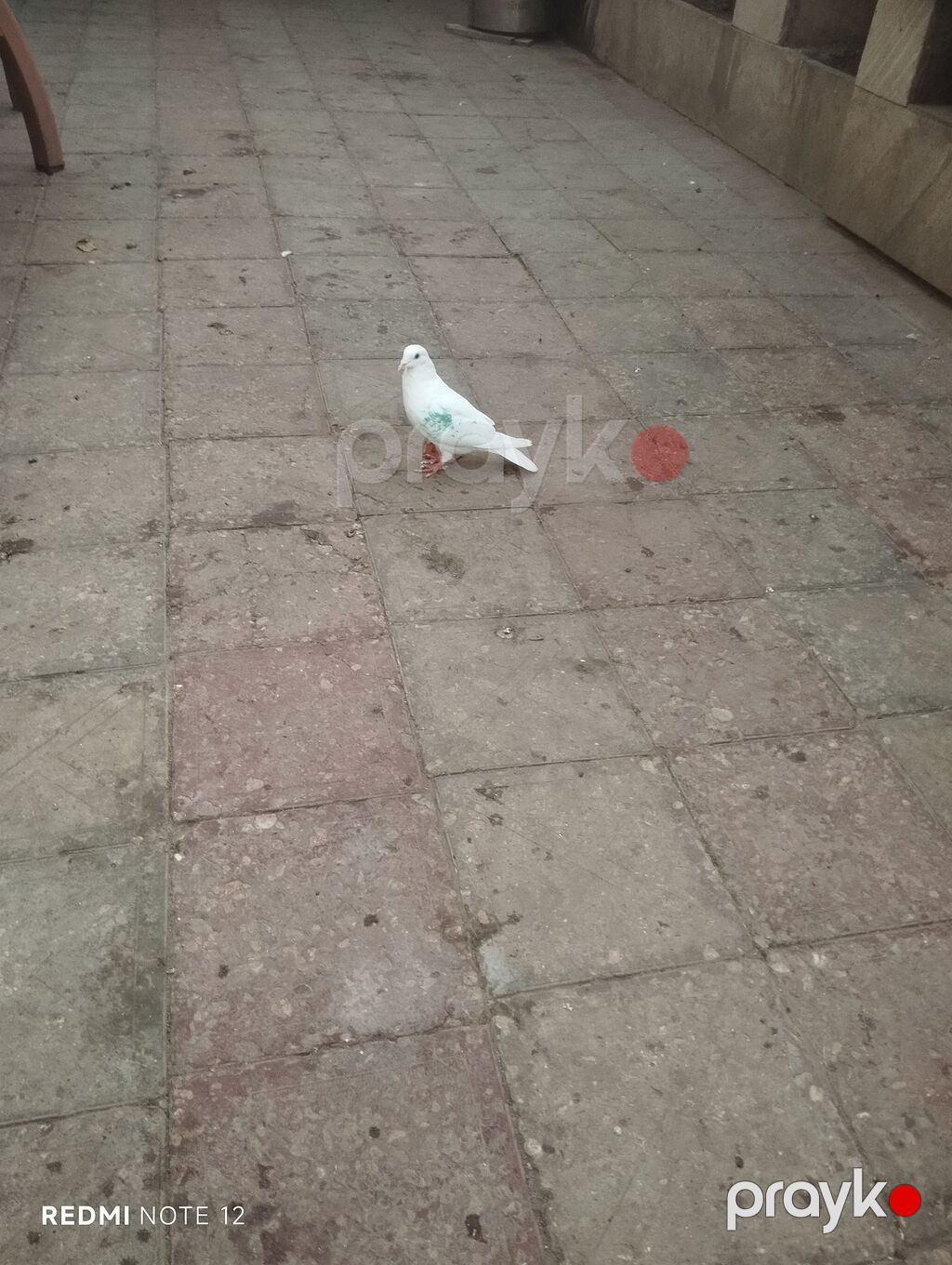 Ağ drakon cavan erkək,kesikde tutulub.Drakon saxlamadiğim üçün — Göyərçin, Digah (5)