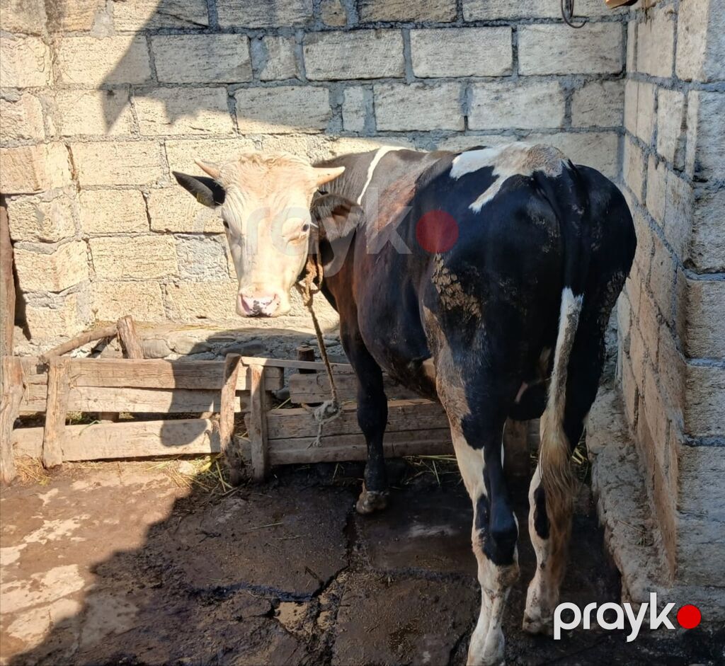 Erkək, il: 2, Ətlik — Kənd təsərrüfatı heyvanları, Quba (2)