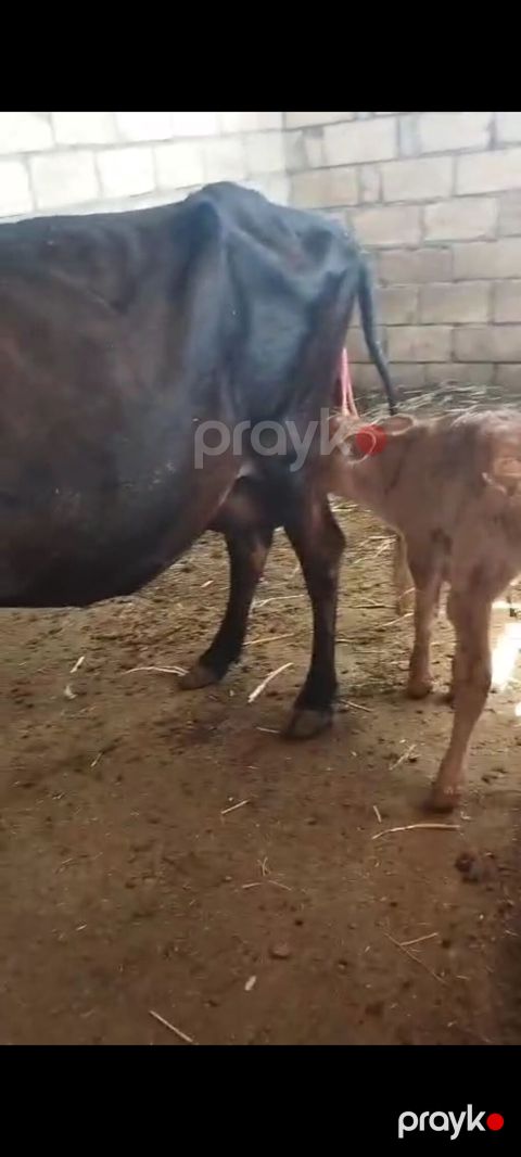 Salam, balalı inək satılır, bala suni mayalanmadan olub, 05.09.2026-da — İmişli