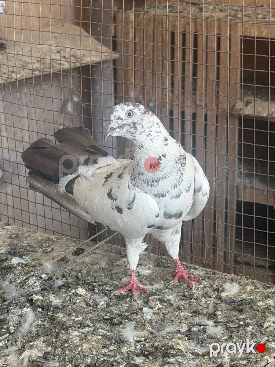 Göyərçinlər — Quşlar, Sabirabad (6)