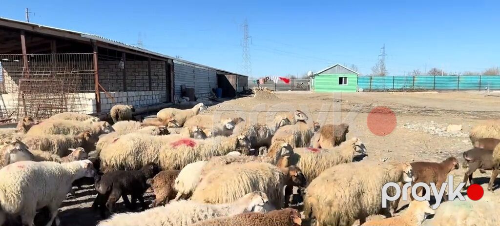 Erkək, il: 1, Damazlıq, Pulsuz çatdırılma — Kənd təsərrüfatı heyvanları, Yevlax (8)
