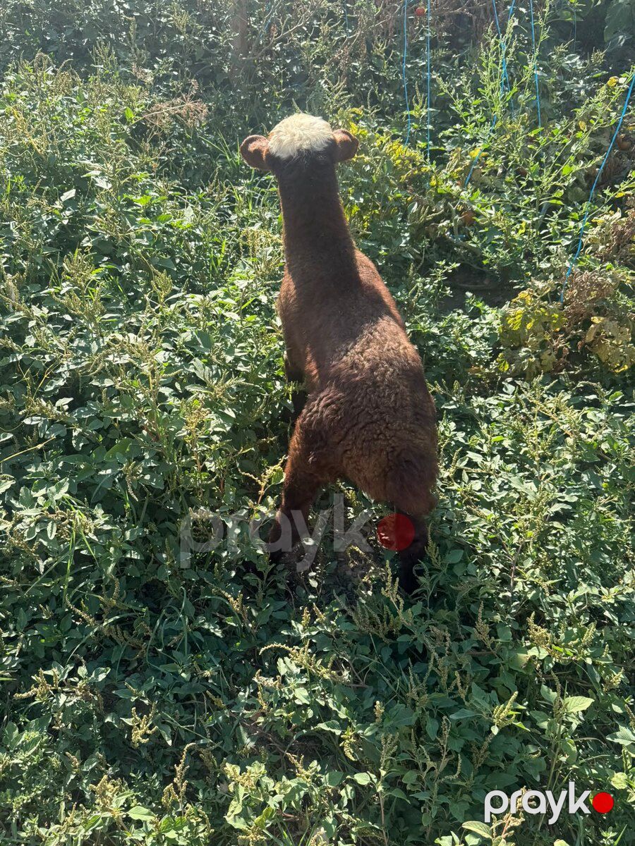 Erkək quzu — Kənd təsərrüfatı heyvanları, Bakı (3)