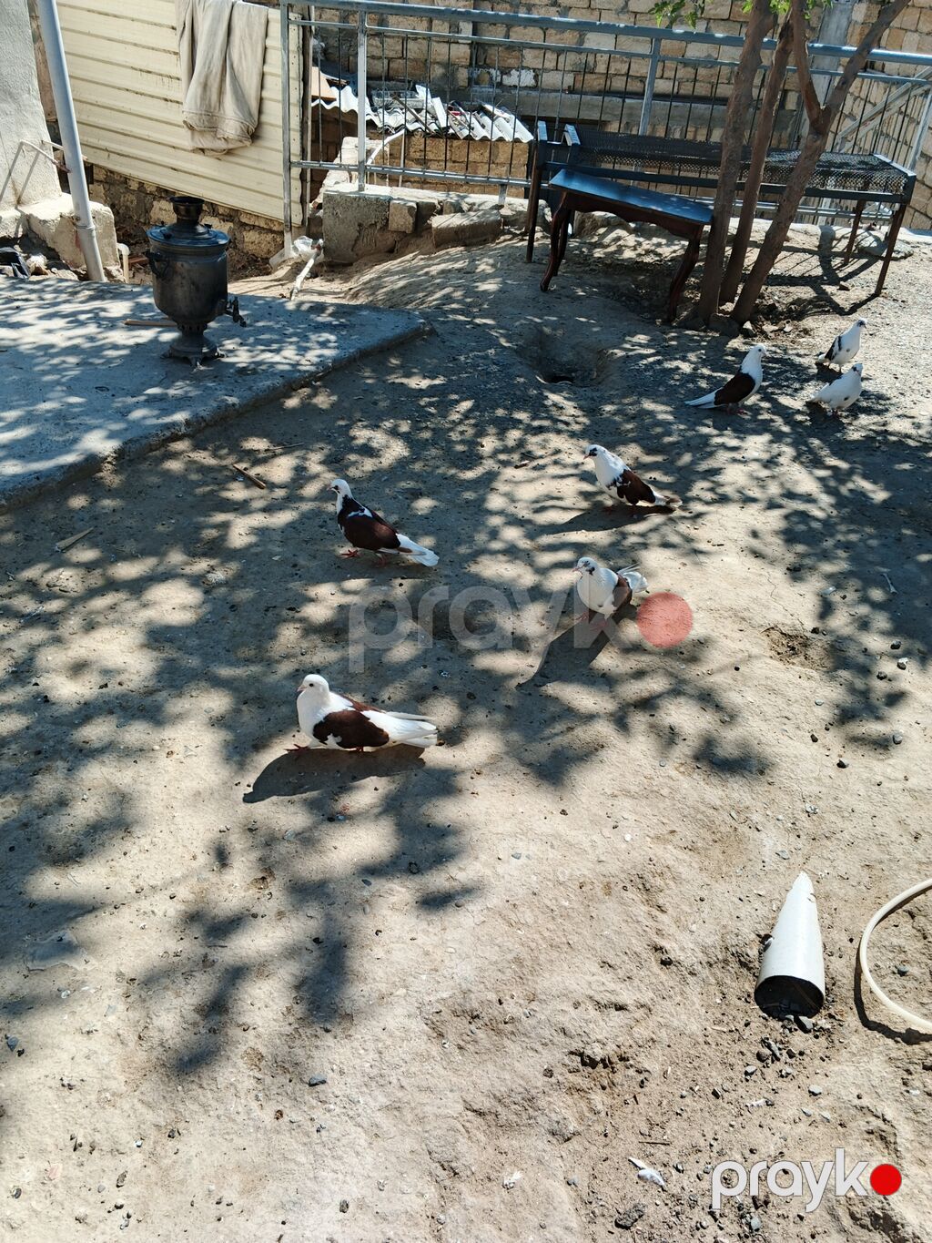 Bir 30 manat — Göyərçin, Bakı (2)