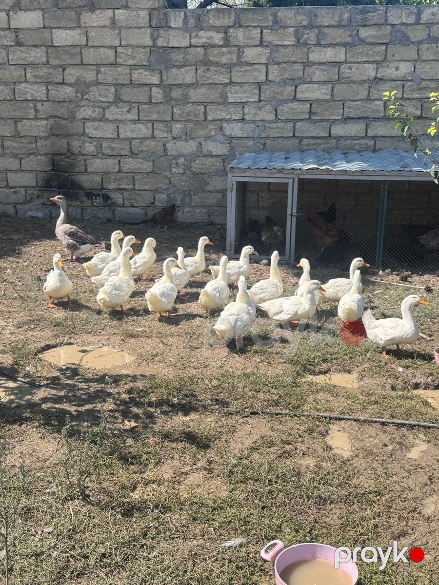 Ördəklər — Quşlar, Bakı (2)