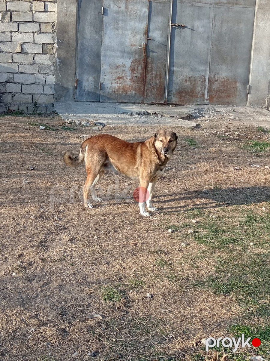 Qurdbasar — Köpəklər, Bakı
