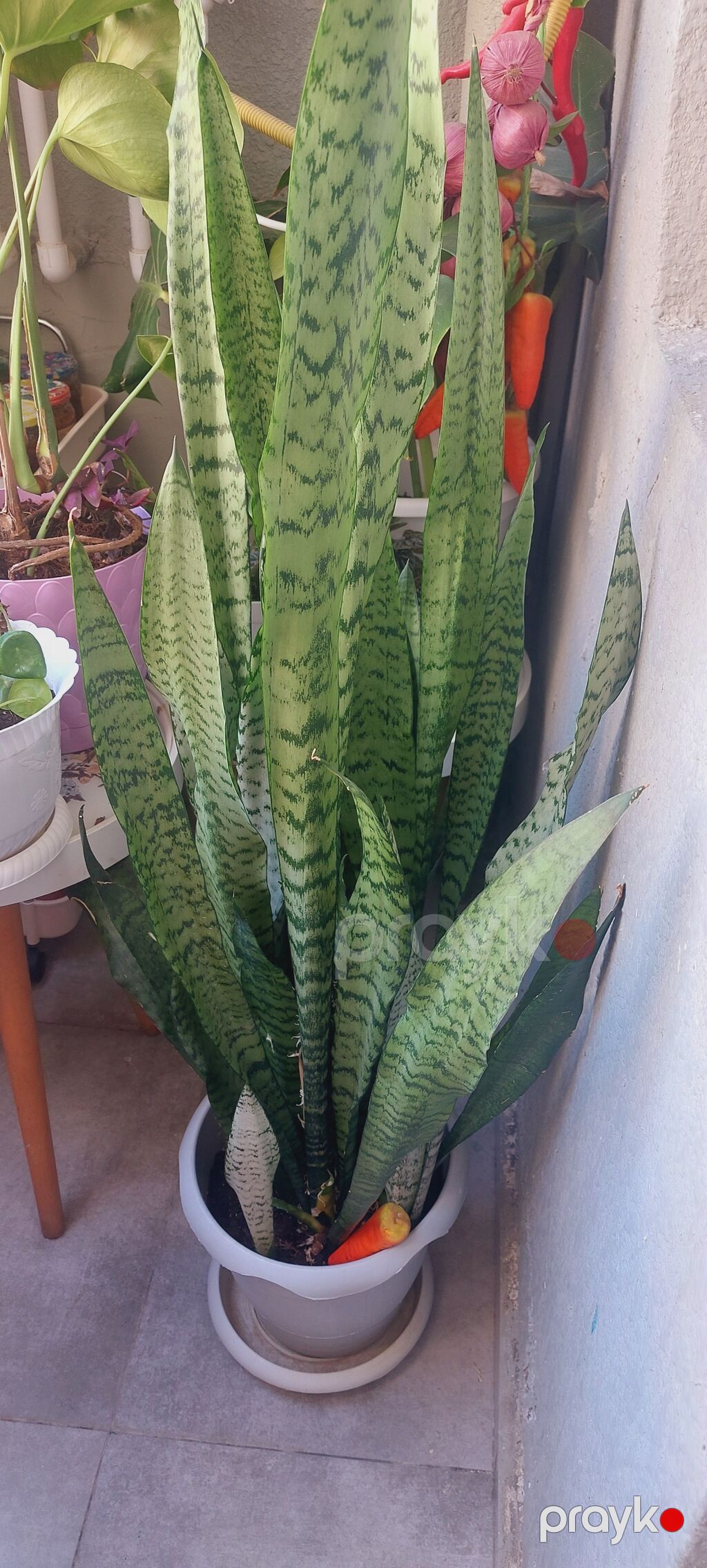 Sansevieria (Qayın dili) – iri ölçülü dekorativ otaq bitkisi - Növ — Qapı bitkələri, Sumqayıt