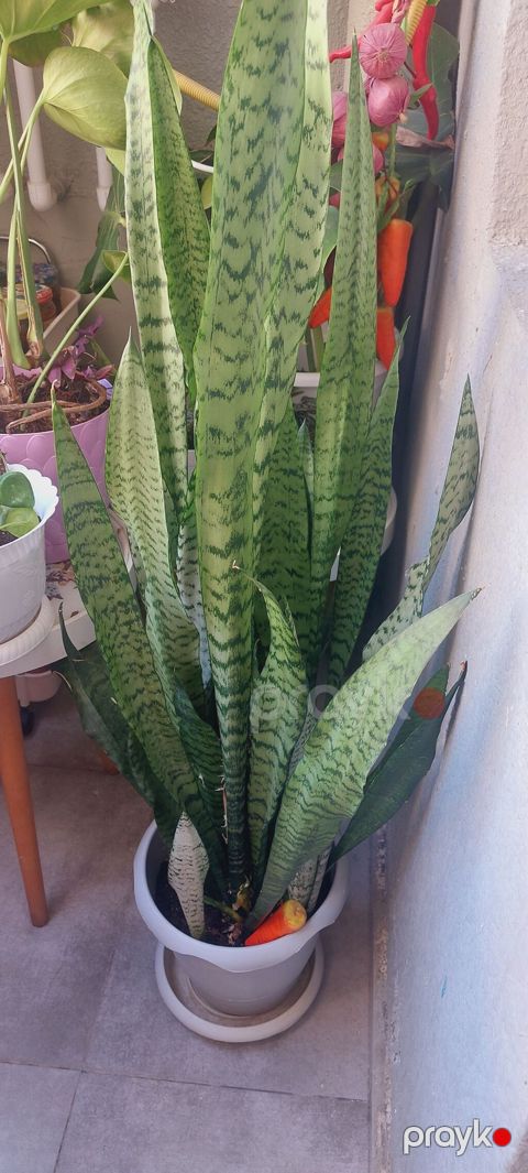 Sansevieria (Qayın dili) – iri ölçülü dekorativ otaq bitkisi - Növ — Sumqayıt