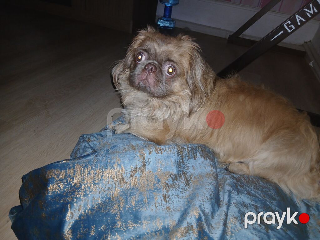 Salam satılır 300 azn pekines itdi yükü karişnvi renk butun iyneleri — Köpəklər, Gəncə (5)