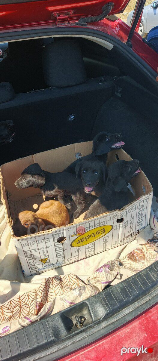 Labrador Retriver balaları — Köpəklər, Bakı (4)