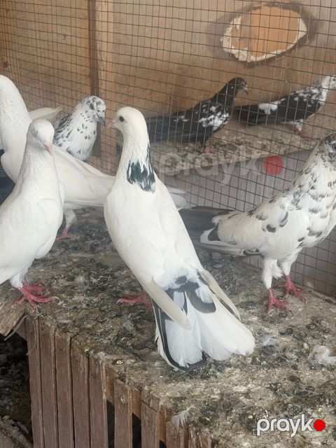 Göyərçinlər — Sabirabad