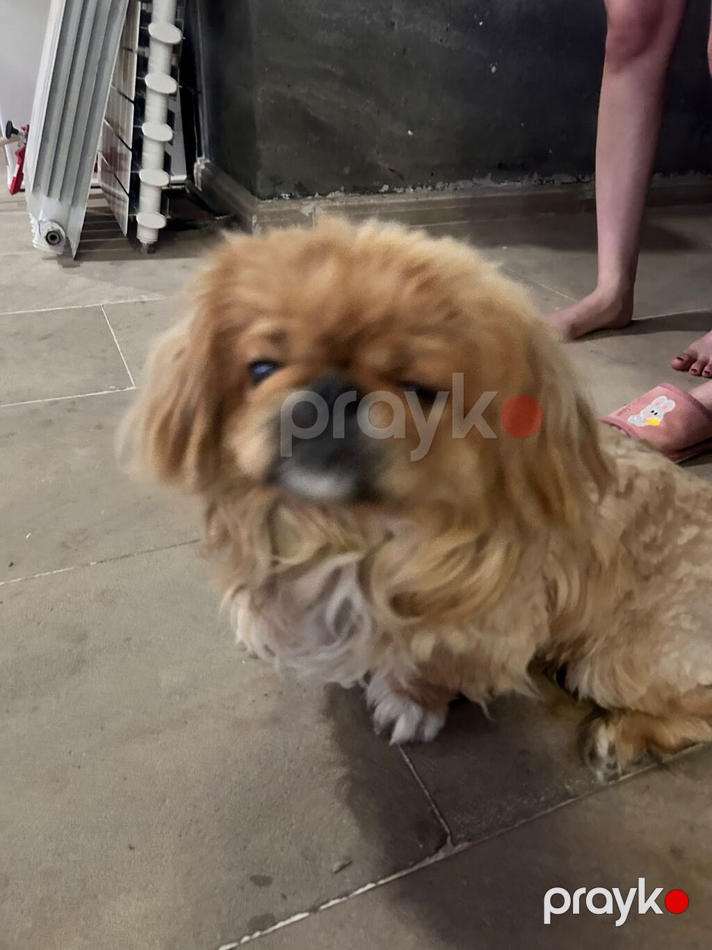 Pekines — Köpəklər, Bakı