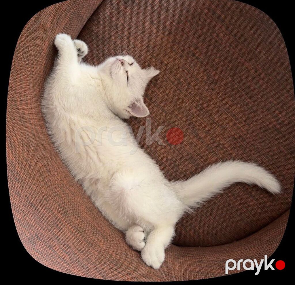 Britan, Dişi — Pişiklər, Bakı (3)