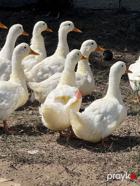 Ördəklər — Bakı