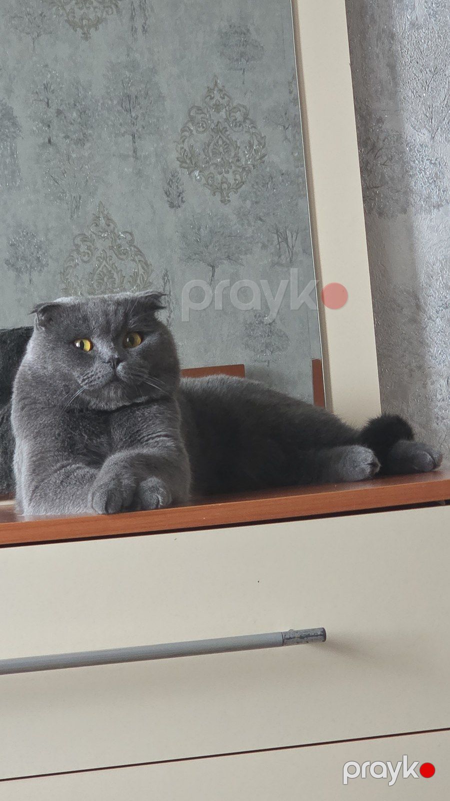 Şotland pişiyi (cütləşdirmək üçün) — Pişiklər, Bakı (2)