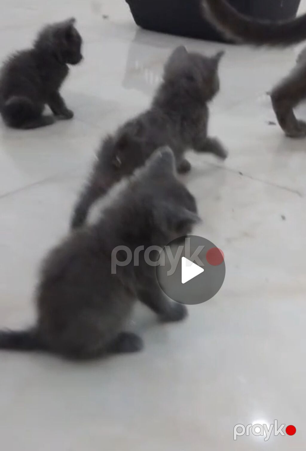 Yaxşı əllərə — Pişiklər, Gəncə (2)