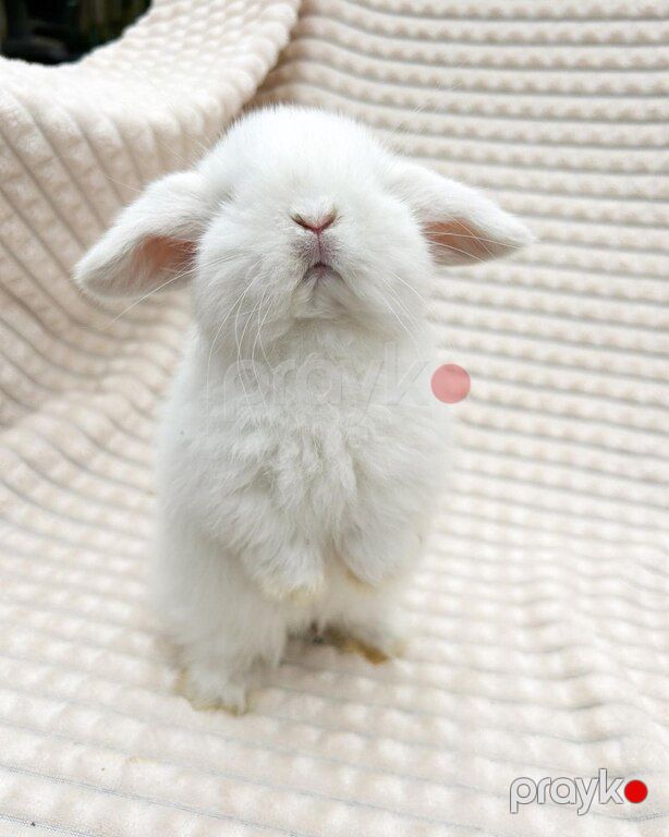 Mini lop dovşan — Dovşanlar, Xırdalan (9)