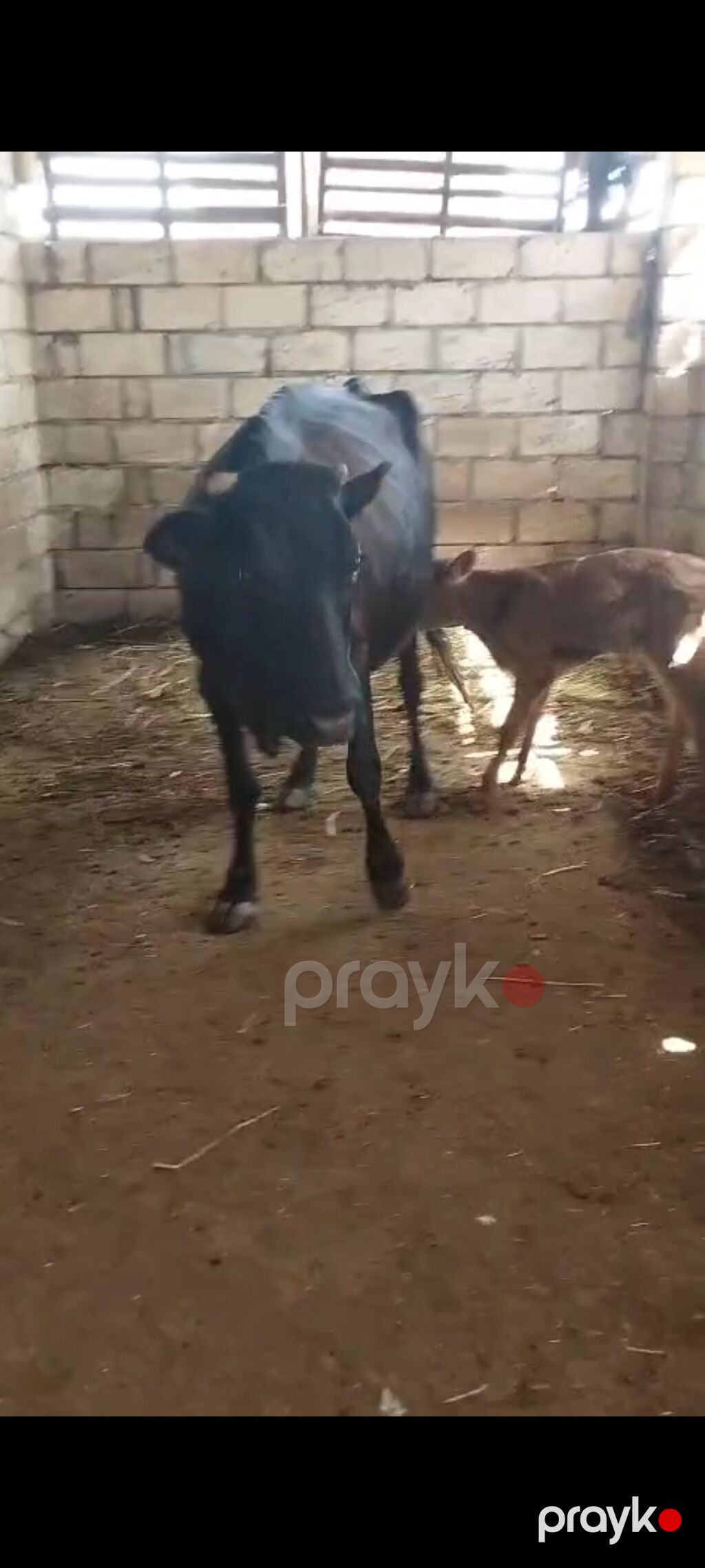 Salam, balalı inək satılır, bala suni mayalanmadan olub, 05.09.2026-da — Kənd təsərrüfatı heyvanları, İmişli (6)