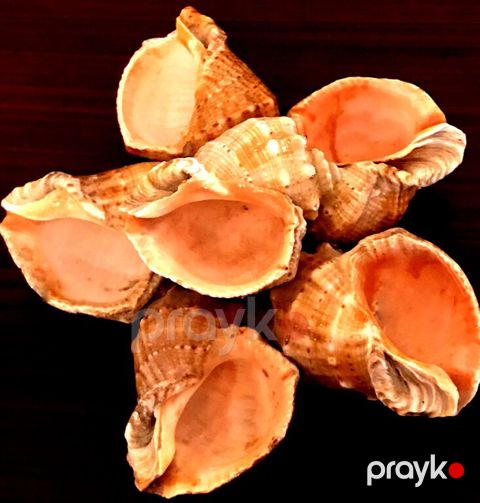 Ракушка — Bakı
